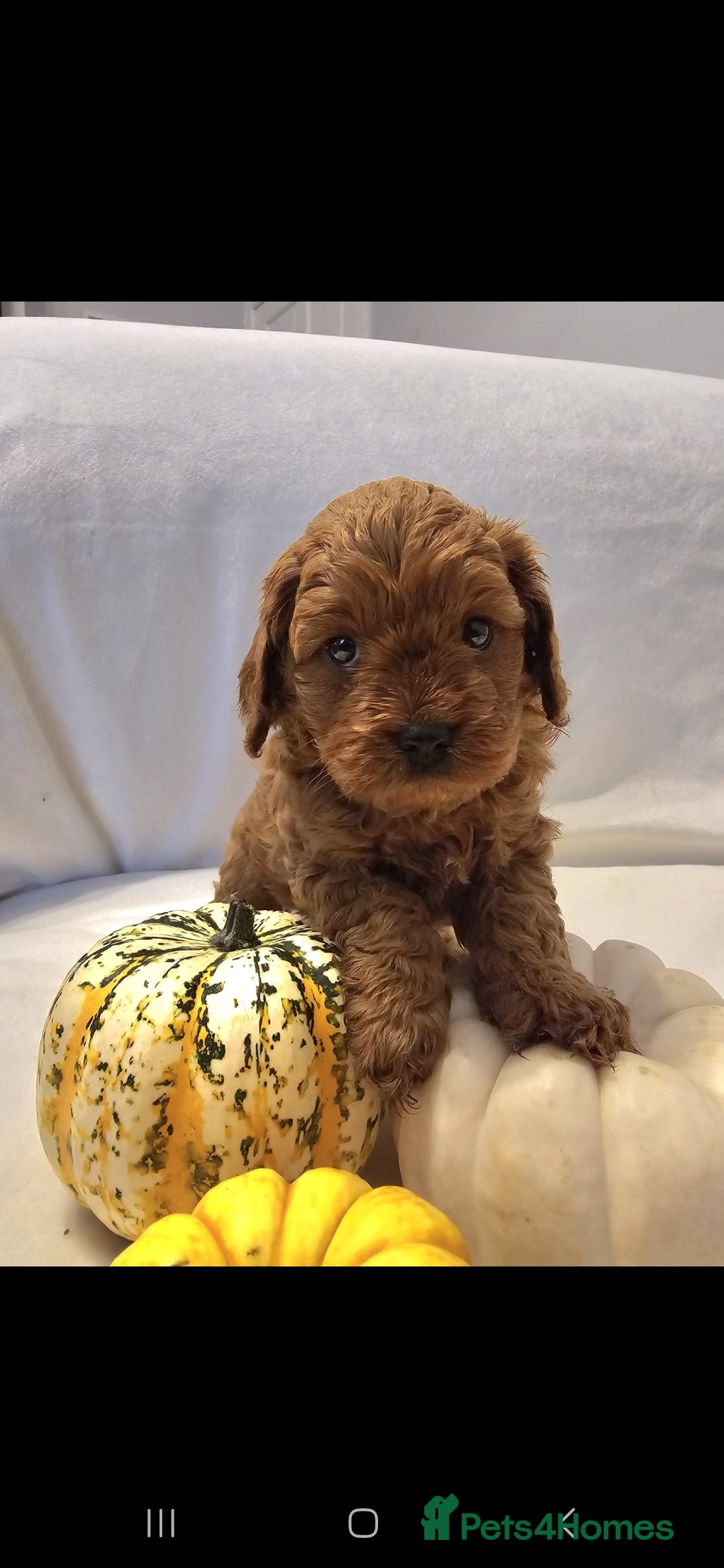 Cavapoo dogs for sale: Cavapoos f1 - Image 6