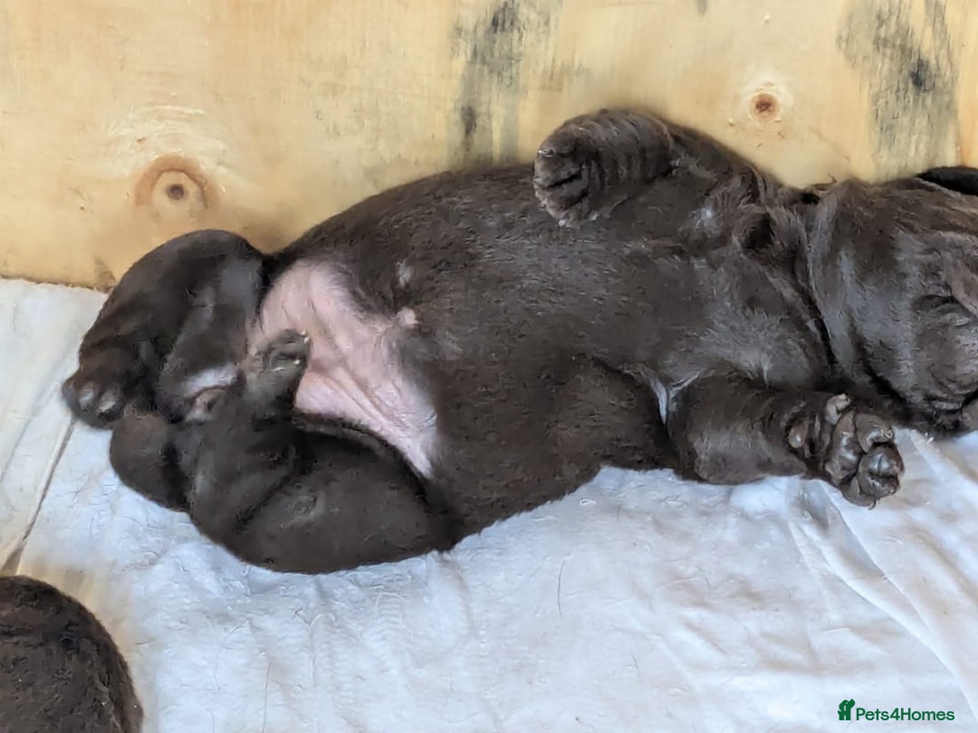 Labrador Retriever dogs for sale: 6 Adorable Chocolate Labs for Sale - Image 25
