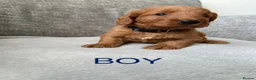 Cockapoo dogs for sale: Stunning F1 Cockapoo’s - Advert 19