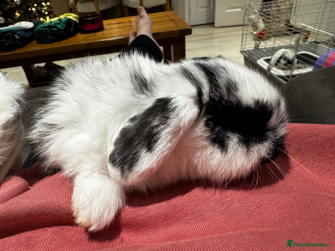 Mini Lop rabbits for sale: Mini Lop bunnies for sale  - Advert 28