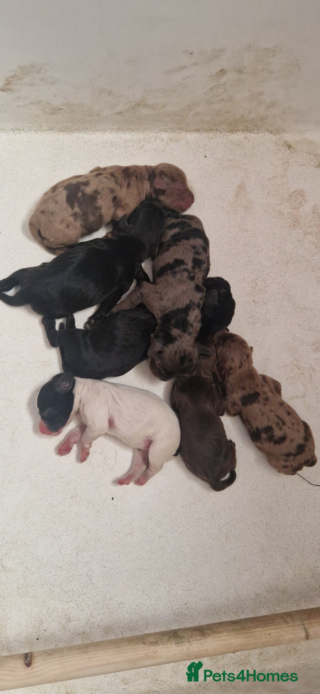 Cocker Spaniel dogs for sale: Cocker Puppies - Image 4