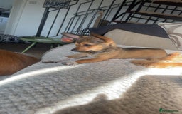 Pomchi dogs for sale: Lovely loving Dottie  - Image 2
