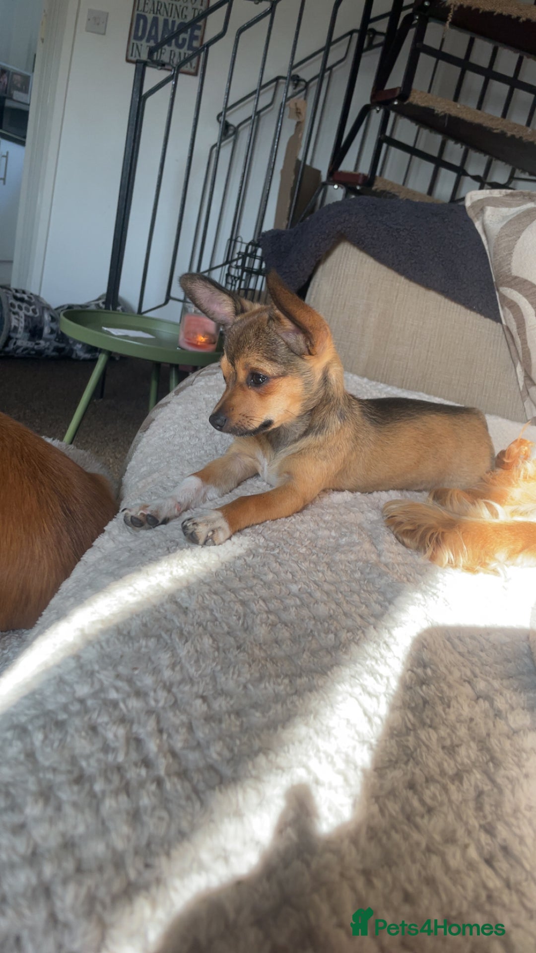 Pomchi dogs for sale: Lovely loving Dottie  - Image 2