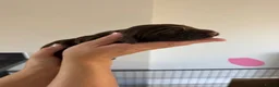 Cocker Spaniel dogs for sale: Outstanding cocker spaniel puppies in Leeds - Advert 7