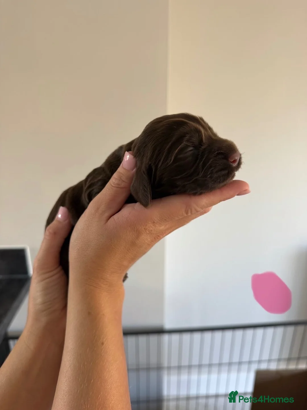 Cocker Spaniel dogs for sale: Outstanding cocker spaniel puppies - Advert 11