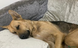 Shepsky dogs for sale: 2 beautiful Shepski puppies for sale  - Image 16