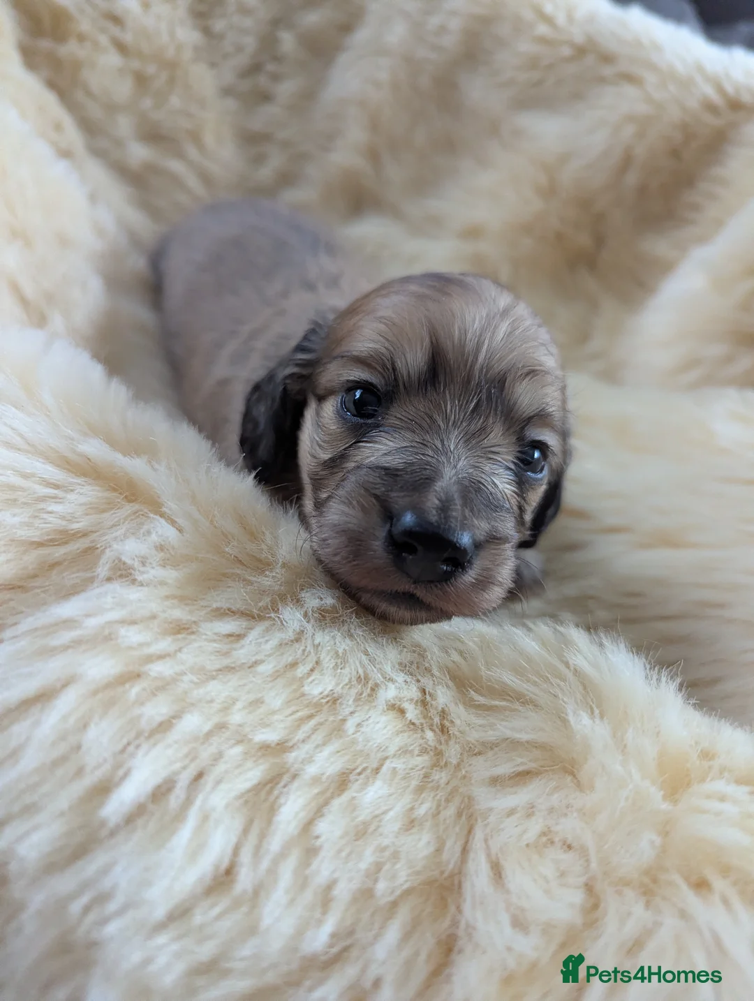 Miniature Dachshund dogs for sale: Long haired miniature Dachshunds  - Advert 4