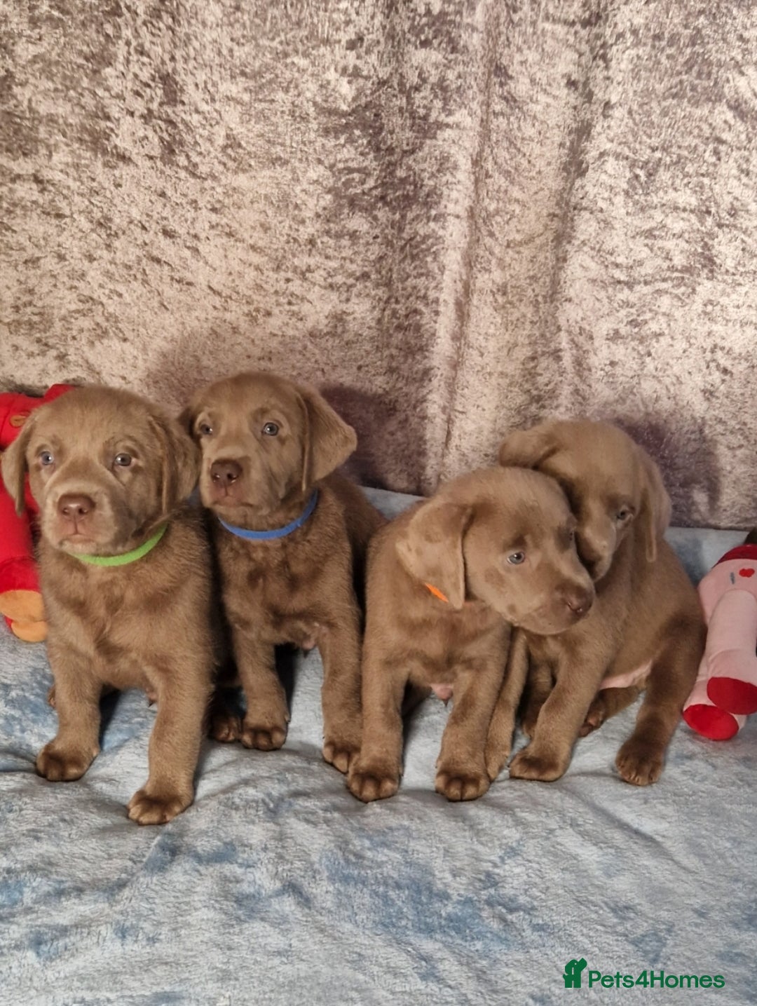 Labrador Retriever dogs for sale: Adorable Silver Labrador Puppies  - Image 7