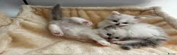 Ragdoll cats for sale: Ragdoll kittens - Advert 8