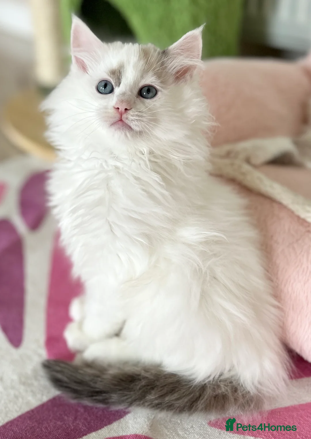 Ragdoll cats for sale: Gorgeous rare Van Ragdoll boy - Advert 7