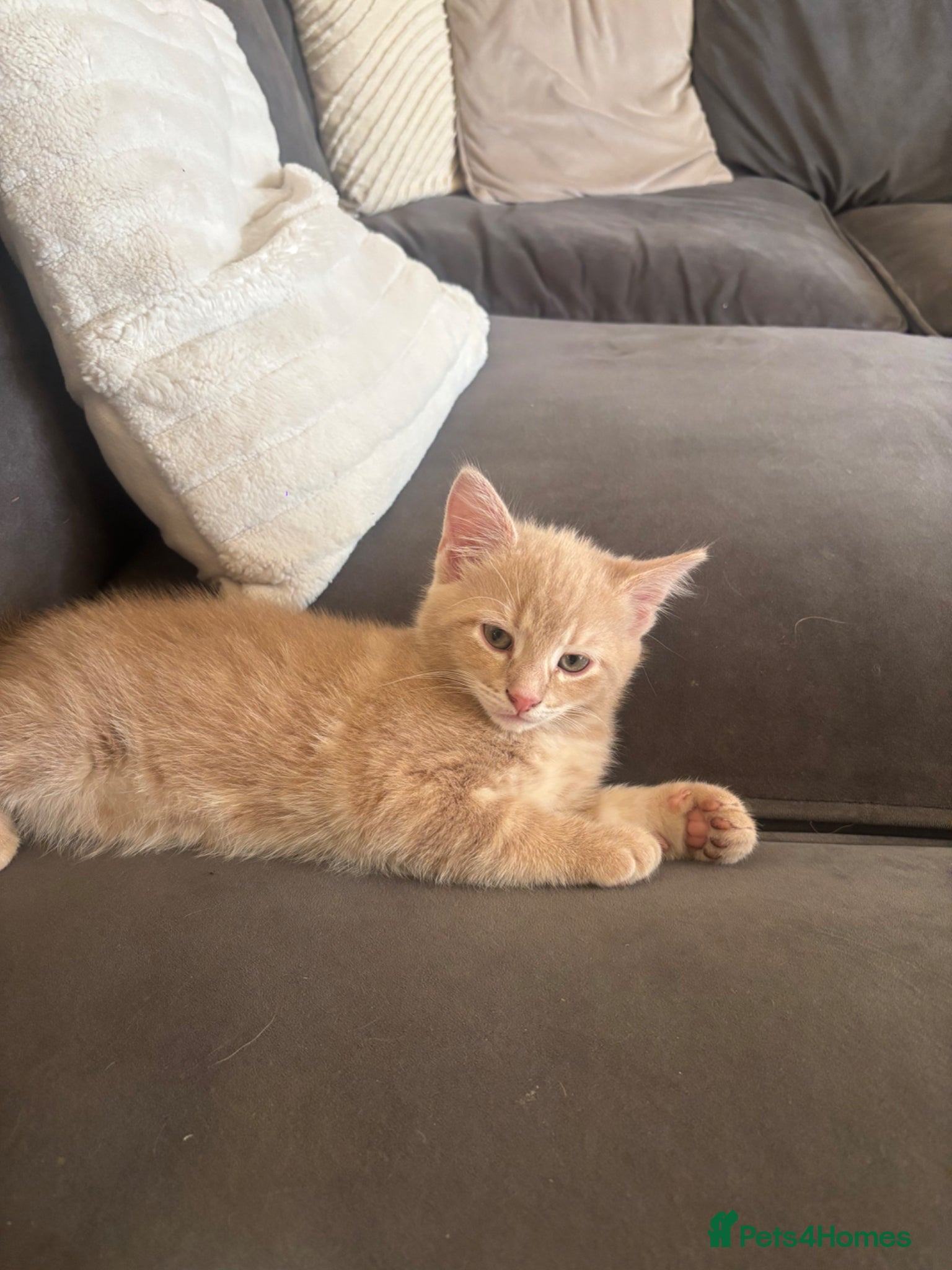 Mixed Breed cats 9 week Old cream/ginger Kitten - Advert 1