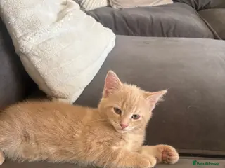 Mixed Breed cats 9 week Old cream/ginger Kitten - Advert 5