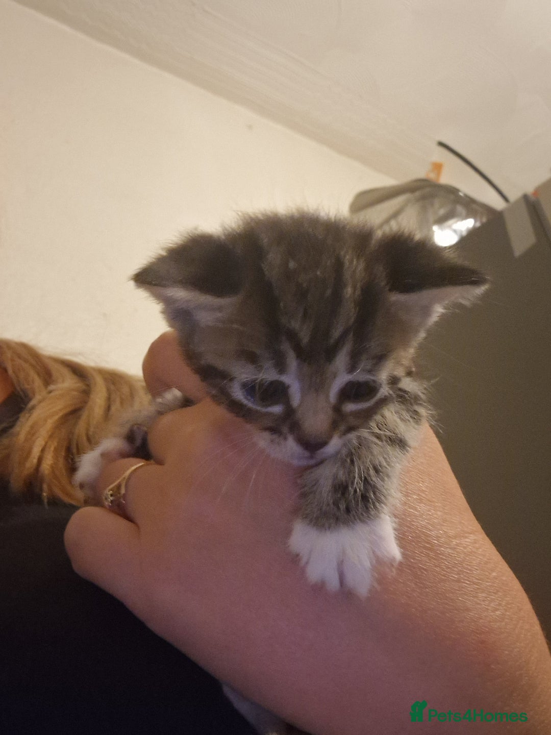 Domestic Shorthair cats for sale: Kittens for sale - Image 14