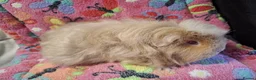 Guinea Pig rodents for sale: Young Adult Longhaired Sows For Retirement Homes  - Advert 14