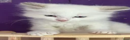 Ragdoll cats for sale: ❤️ Gorgeous ragdoll kittens ❤️ - Advert 6