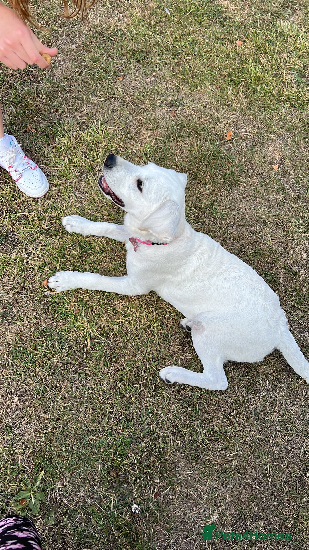 Labrador Retriever dogs for sale: Labrador retriever needed a new home  - Image 4