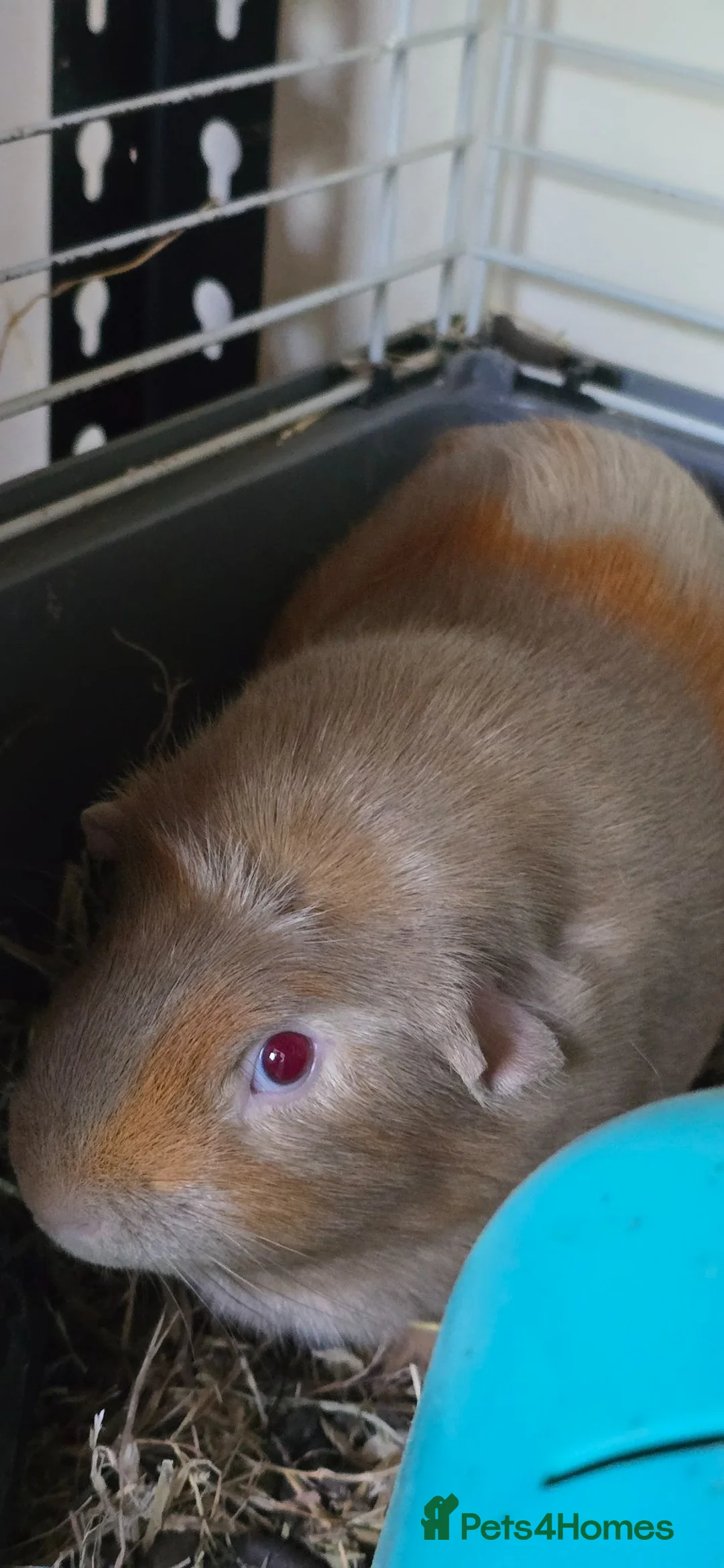 Guinea Pig rodents for sale: Guinea pigs - Advert 1