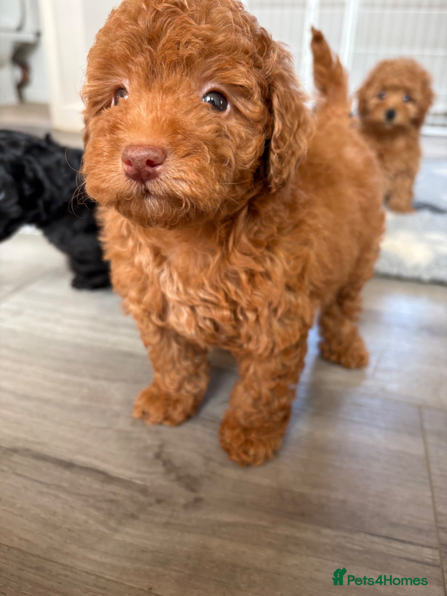 Cavapoo dogs Exceptional health tested Cavapoo puppies - Advert 1