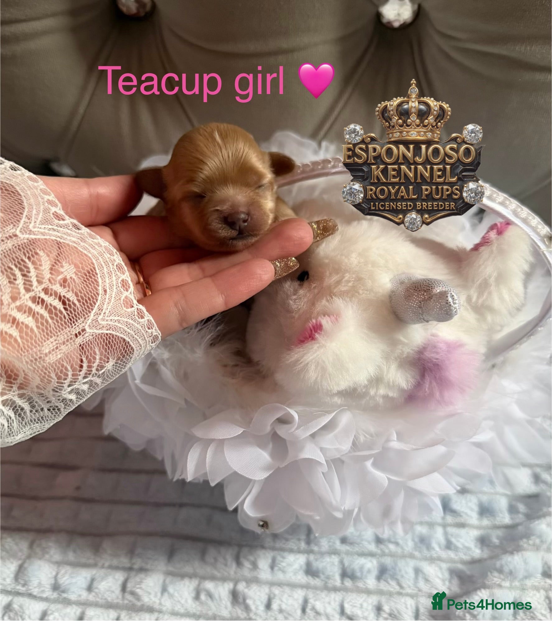 Maltipoo dogs 👑Ultra Tiny CH F1 Exclusive Asian Maltipoo Pups👑 - Advert 13
