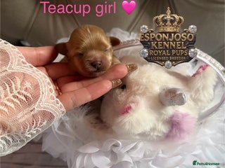 Maltipoo dogs 👑Ultra Tiny CH F1 Exclusive Asian Maltipoo Pups👑 - Advert 13