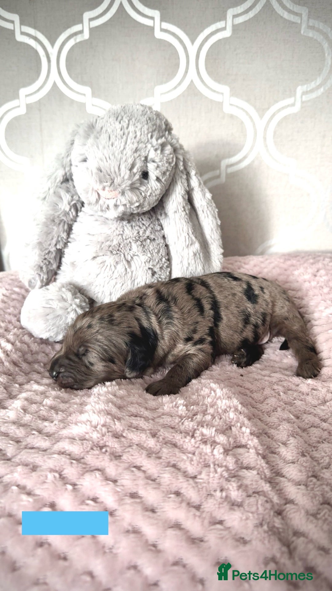 Labradoodle dogs for sale: Adorable Miniature Labradoodles  - Image 17