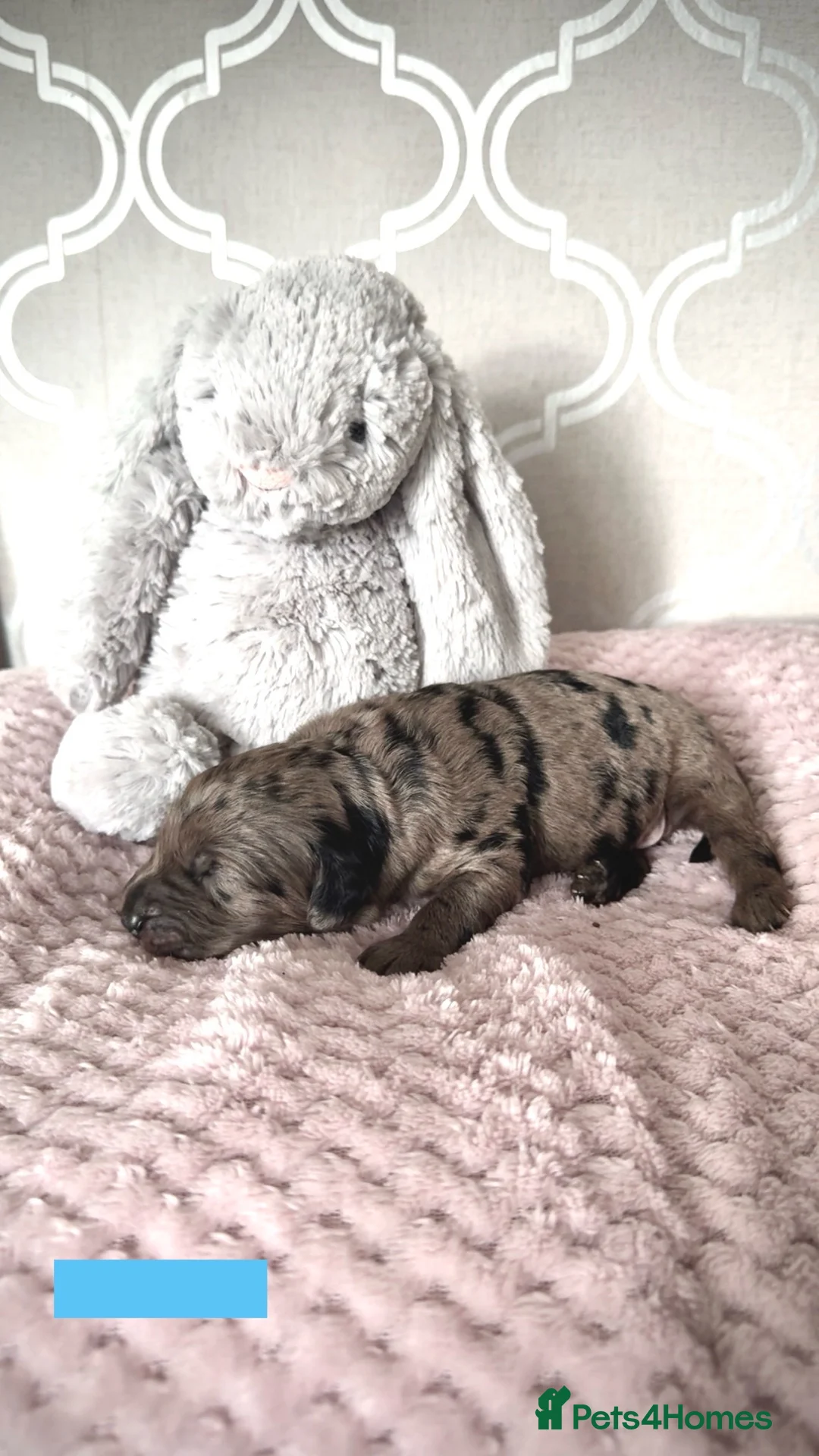 Labradoodle dogs for sale: Remaining boy Adorable Miniature Labradoodles left - Advert 17