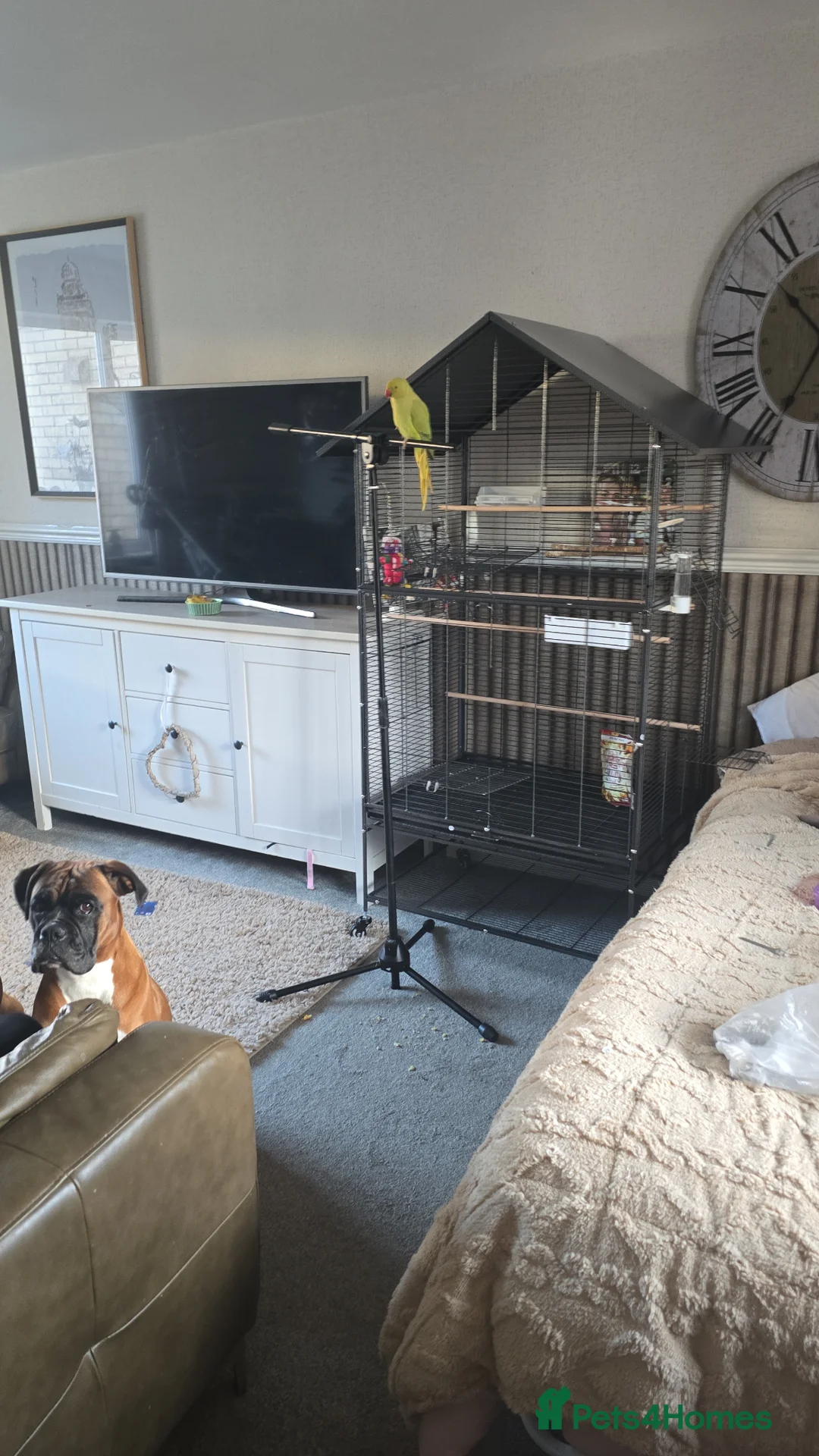 Ringnecks birds for sale: Ringneck lovely bird in Wakefield - Advert 4