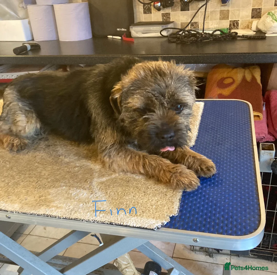Border Terrier dogs for stud: MEET FINN in Maidstone - Advert 6