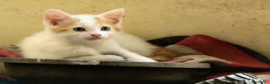 White and ginger male 1