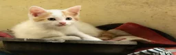 Mixed Breed cats for sale: Farm Kittens - Advert 3