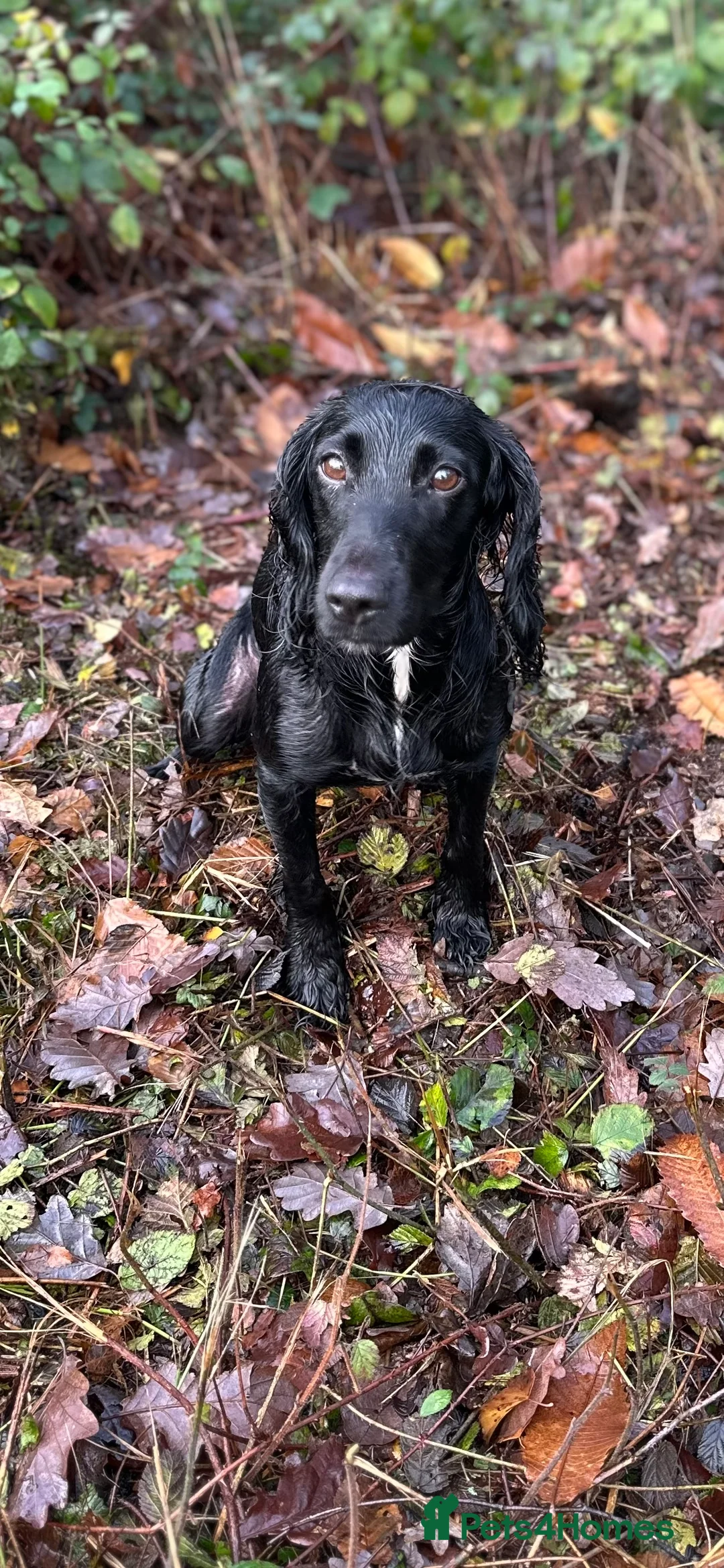 Sprocker dogs for sale: Sprocker Puppies ❤️  - Advert 21