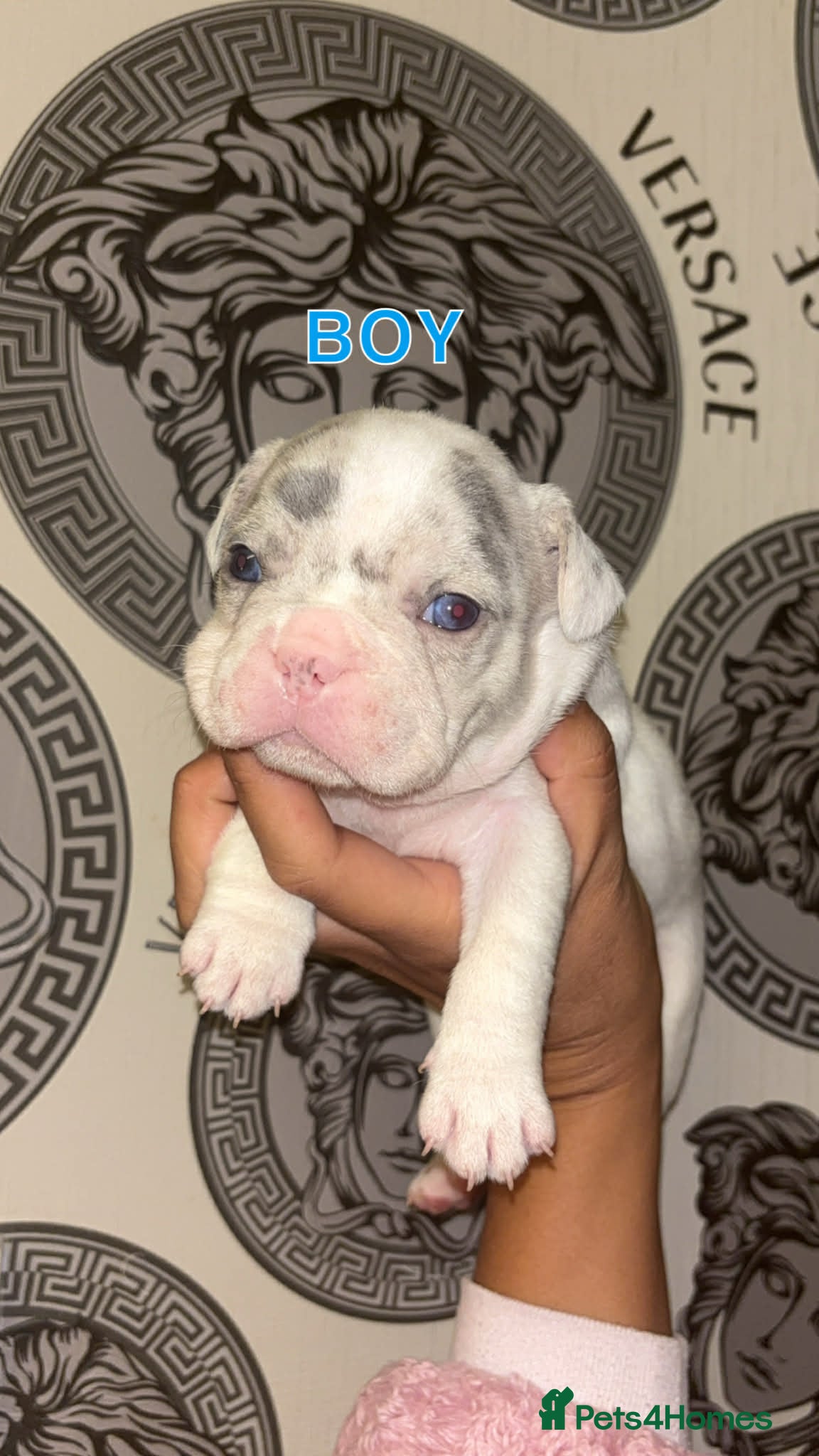 French Bulldog dogs French bullDog pups - Advert 2