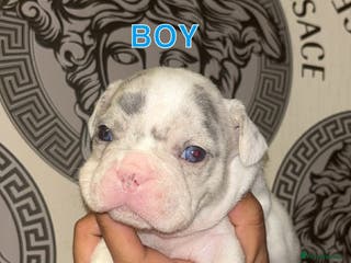 French Bulldog dogs French bullDog pups - Advert 5