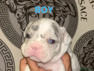 French Bulldog dogs French bullDog pups - Advert 10