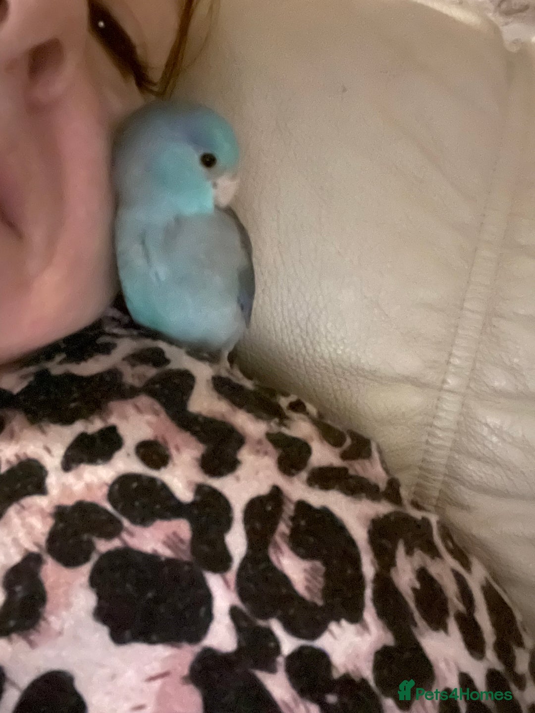 Parakeets birds for sale: Beautiful hand tamed baby specific parottlet  - Advert 4