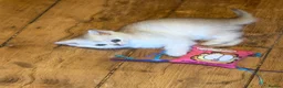 Scottish Fold cats for sale: 4 x SILVER CHINCHILLA SCOTTISH FOLD/STRAIGHT - Advert 6