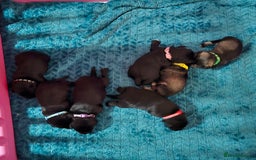 Miniature Schnauzer dogs for sale: 3 puppys left -KC - Miniature Schnauzer Puppies - Image 2