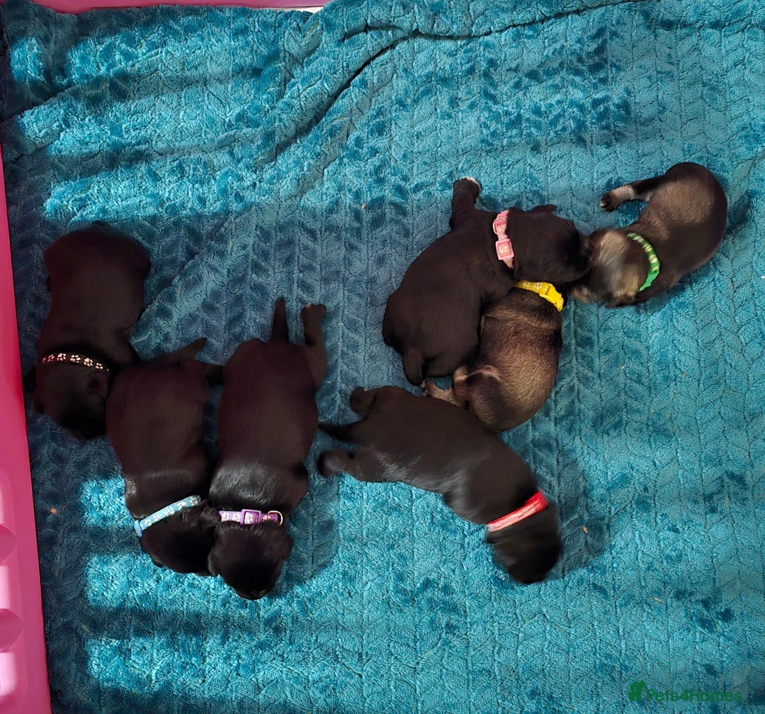 Miniature Schnauzer dogs for sale: 3 puppys left -KC - Miniature Schnauzer Puppies - Image 2