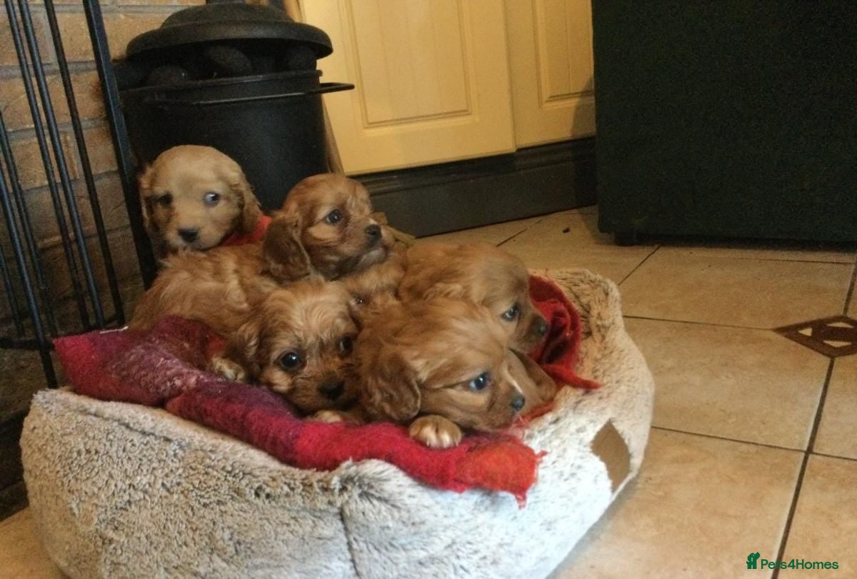 Cavapoo dogs for sale: GORGEOUS CAVAPOO PUPPIES AVAILABLE NOW in High Peak - Advert 1