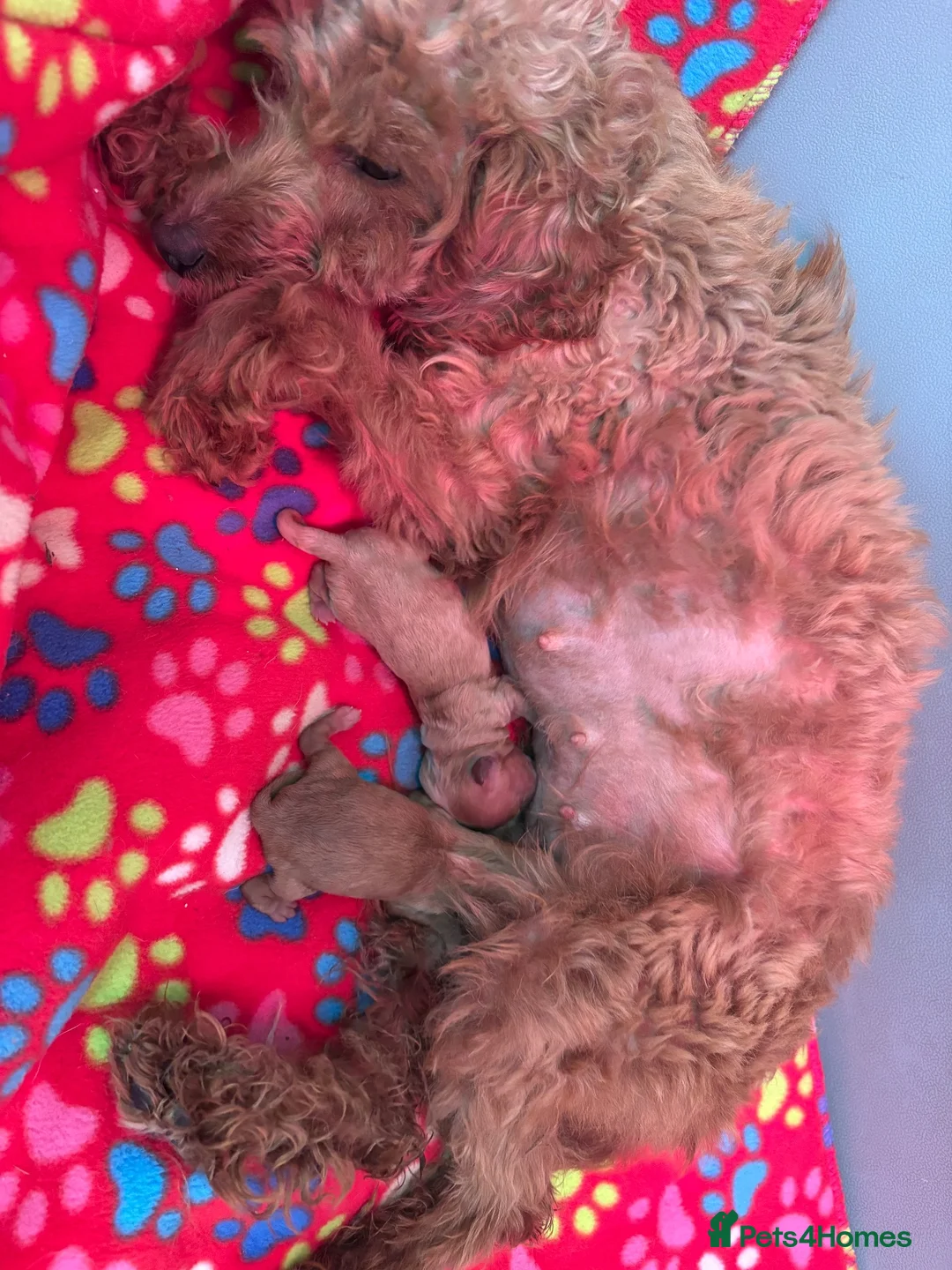 Cockapoo dogs for sale: F1B Deep Red Cockapoo Female  - Advert 7