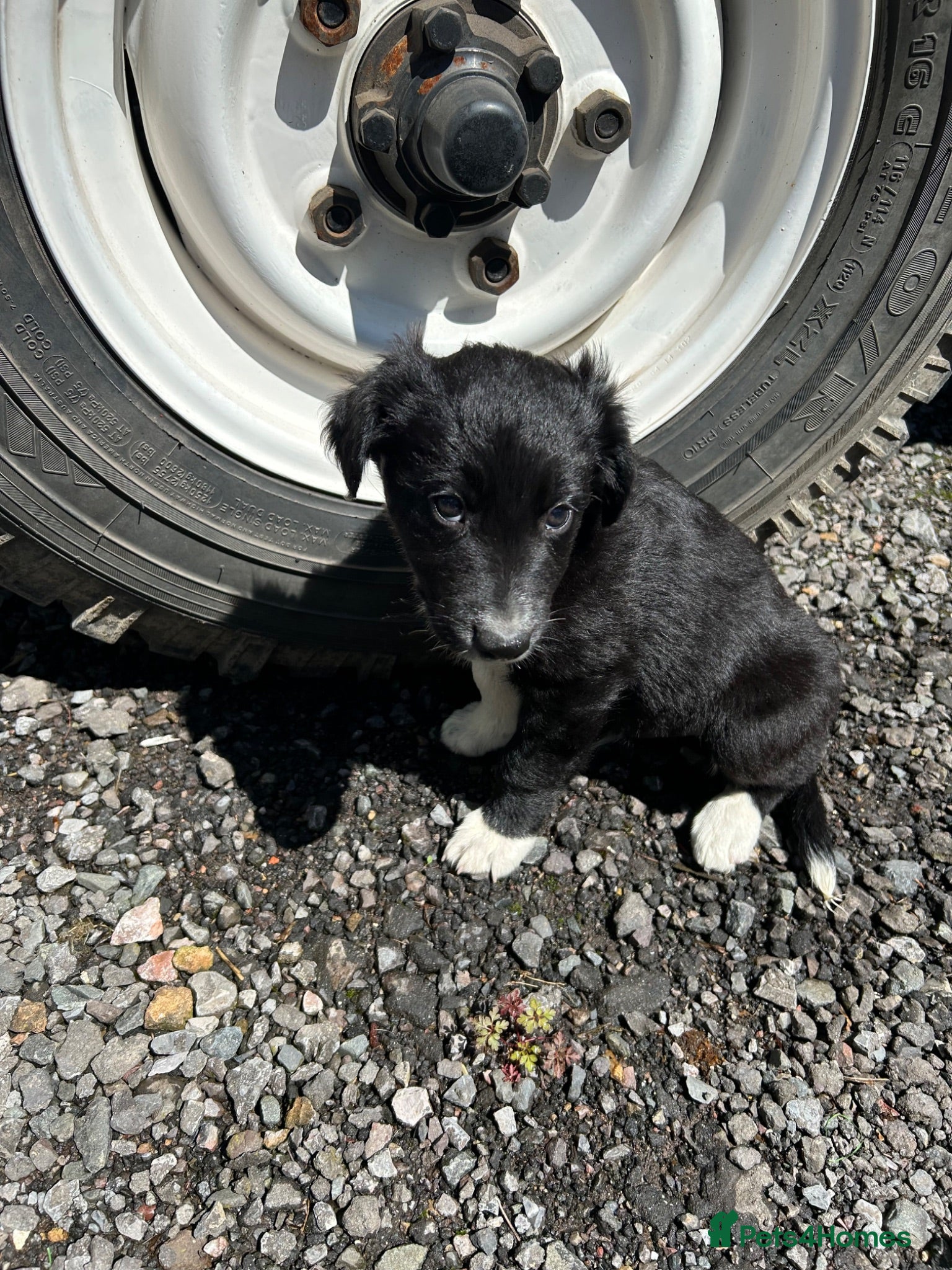 Border Collie dogs One boy left - Ready Now! Border Collie puppies - Advert 1