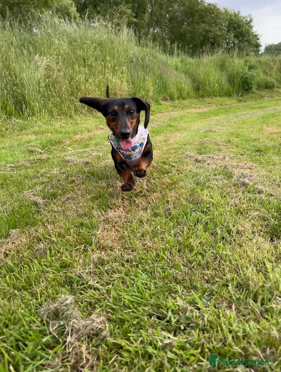 Miniature Dachshund dogs for sale: Looking for a 5 star home - Image 2