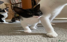 British Shorthair cats for sale: Kittens  - Image 8
