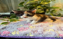 Khao Manee cats for sale: 6 kittens. 2 male and 4 female  - Image 11