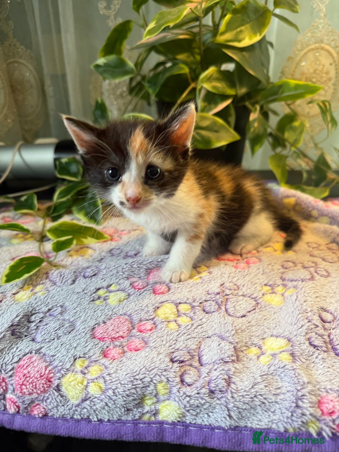 Khao Manee cats for sale: 6 kittens. 2 male and 4 female  - Image 11