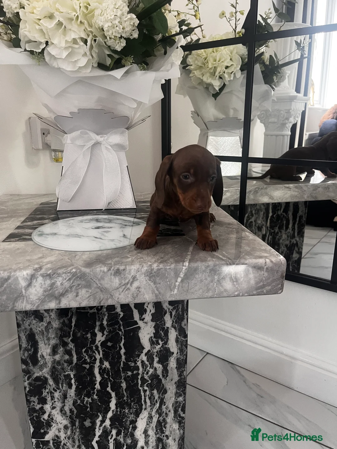 Miniature Dachshund dogs for sale: Miniature Chocolate & Tan dachshund  - Advert 2