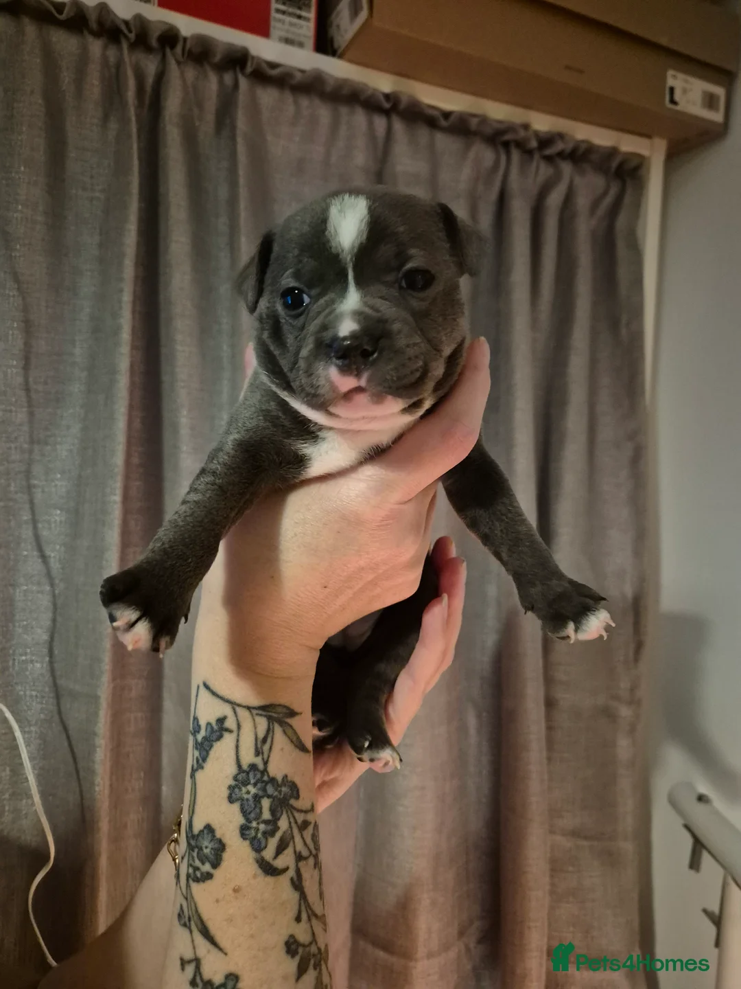 Staffordshire Bull Terrier dogs for sale: Blue Staffordshire Bull Terrier puppies  - Advert 12