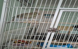 Parakeets birds for sale: Kakariki 3months old  - Image 2