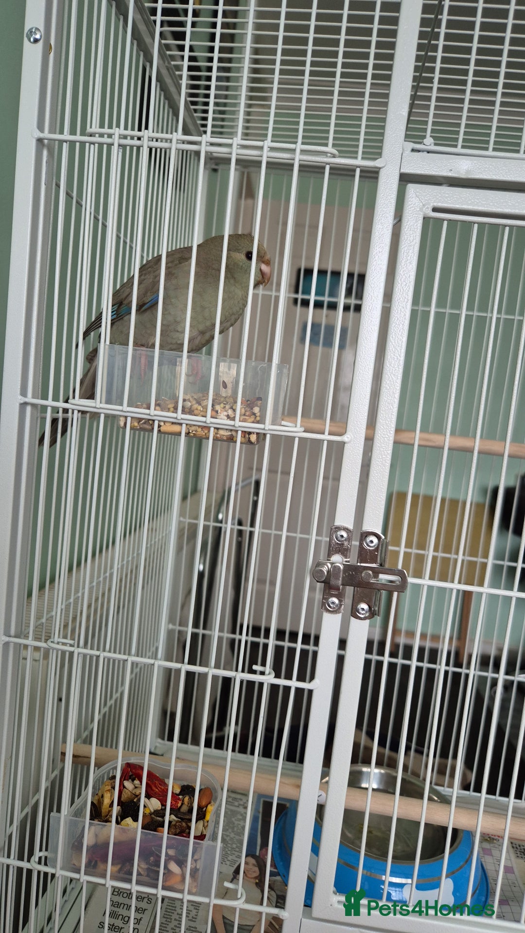 Parakeets birds for sale: Kakariki 3months old  - Image 2