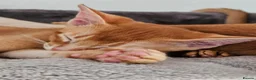 Abyssinian cats for sale: Abyssinian kittens - Advert 10